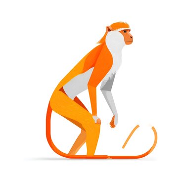 Illustration of an orange monkey with white fur on its chest and a tuft of hair on its head, sitting in a stylized pose