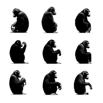Nine poses of a chimpanzee sitting in profile, black and white illustration