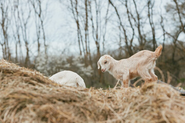 Naklejka premium Goat kid on a dirt hillside with bare trees in the background, a candid outdoor scene showing animal companionship, rural life, and curiosity; soft light creates a warm mood and gentle play