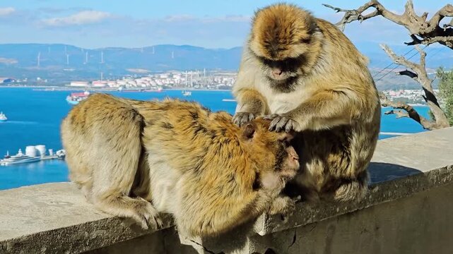 Two Monkeys Grooming Each Other Near Coastal Scenic Viewpoint