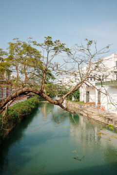 Ancient Tree Over Canal in Chikan, Jiangmen, Guangdong Province