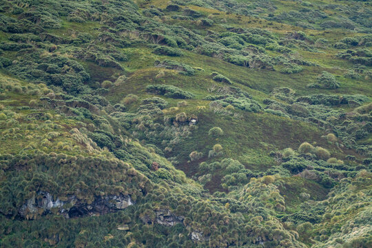 Tussock grass covering a slope on Gough Island in the South Atlantic Ocean