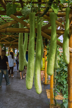 Long green bottle gourds hanging down from bamboo trellis canopy in farm display. Long green calabash bottle gourds hanging from  bamboo trellis canopy structure in agricultural farm exhibition.
