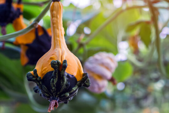 Unique two toned winged ornamental gourd with a yellow neck and warty dark green base hanging from vine in greenhouse farm. Decorative warty gourd and small pumpkin. Fancy crown of thorns gourd.