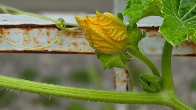 Close-up shot of a bright yellow winter melon flower bud growing along a green stem and tendril, climbing on a white metal structure in an outdoor garden.