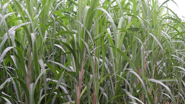 Sugarcane plants growing in green field