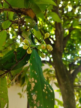  litle fruit is jambu air