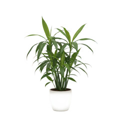 Fototapeta premium Green indoor Dracaena plant in white pot