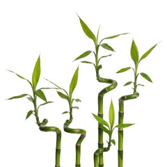 Fototapeta premium Bamboo plants with curved stems