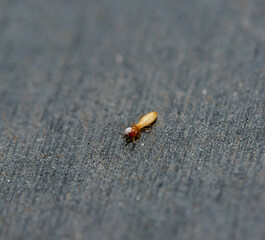 Fototapeta premium Close Up of Termites Feeding on Wood, Pest Infestation and Structural Damage Concept