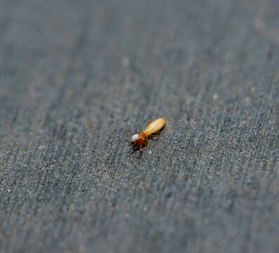 Close Up of Termites Feeding on Wood, Pest Infestation and Structural Damage Concept