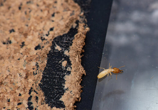 Close Up of Termites Feeding on Wood, Pest Infestation and Structural Damage Concept