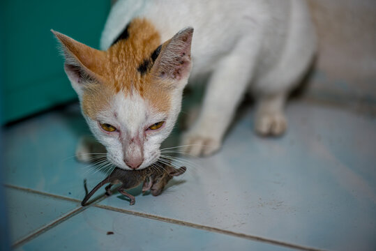 cat playing and catch a rat