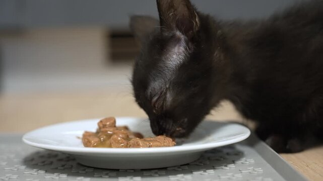 Hungry little cat with sleek obsidian fur eats wet food from a porcelain dish inside a cozy home kitchen while savoring every bite of its tasty mid-day snack with pure delight and sweet innocence