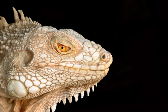 portrait of a iguana