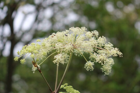 Japanese Angelica White Umbel Flowers Blooming in Nature. シシウド