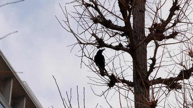 Black Crow Perched on Bare Winter Tree Branches in Tokyo
