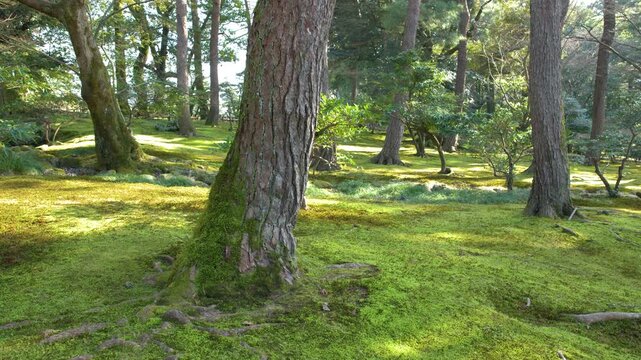 Sunlight Filtering Through Pine Trees in Kenrokuen Garden