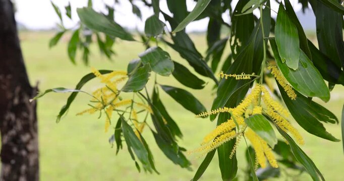 Yellow Earleaf acacia flowers (Acacia auriculiformis) hang down from lush green branches, swaying in the breeze in the park, against a soft and bright backdrop. Taken in Kayin State, Myanmar.