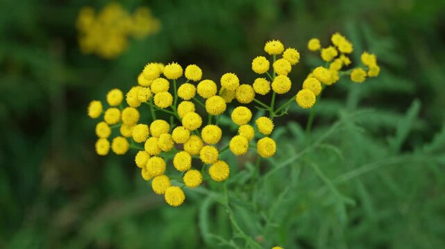 Bright yellow tansy flowers with button-like heads gently swaying in a light breeze against a soft-focus green background, showcasing the beauty of wildflowers in a natural summer setting