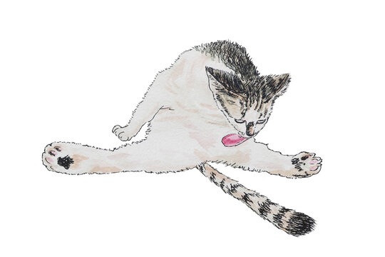 Hand Drawn Watercolor Illustration of Grey Tabby Cat Grooming and Licking Its Fur