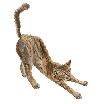 Orange Cat Stretching Watercolor Illustration