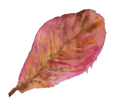 Dried Red Leaf Wet-on-Wet Watercolor Illustration