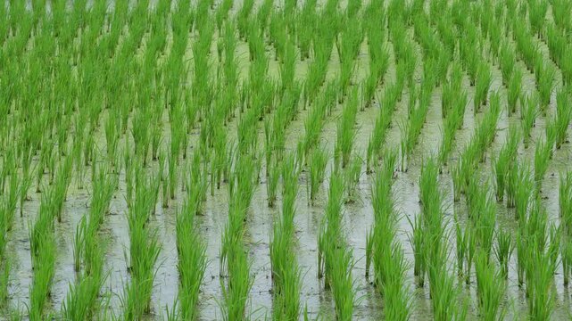 Vibrant green rice seedlings growing in neat rows