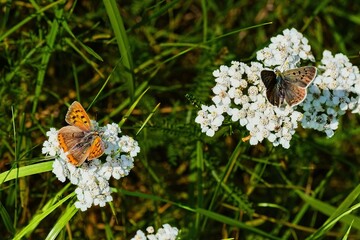 Two small copper butterflies feeding on white yarrow flowers in a sunny meadow. Macro shot of insects in wild nature, biodiversity, and summer ecology background. © Igor