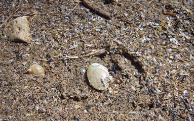 Natural shoreline covered in dried aquatic detritus, fibrous plant matter, and debris. Key items featured are a large pale mussel shell, a small yellowish snail shell, and a rough stone. © z_olga_art