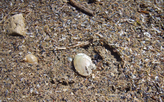 Natural shoreline covered in dried aquatic detritus, fibrous plant matter, and debris. Key items featured are a large pale mussel shell, a small yellowish snail shell, and a rough stone.