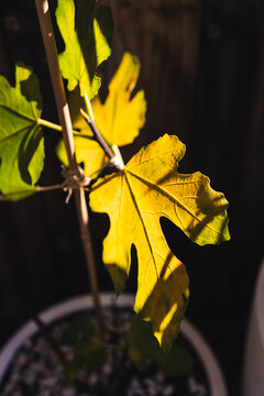 yellow fig tree leaf glowing in strong sunlight against dark background