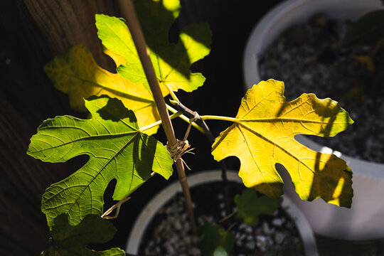 yellow fig tree leaf glowing in strong sunlight against dark background