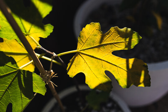 yellow fig tree leaf glowing in strong sunlight against dark background