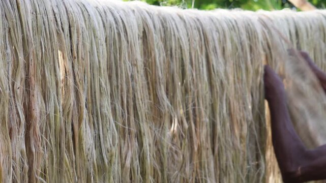 Golden jute fibers drying in bright sunlight