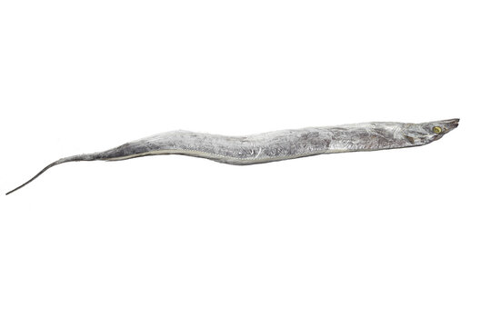 Fresh Whole Ribbonfish Seafood Isolated on White Background for Cooking