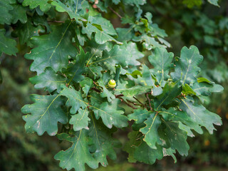 Young green acorn among lobed oak leaves on Quercus robur. Natural woodland detail ideal for forest, ecology, wildlife, botany, autumn and environmental themes. © Marek