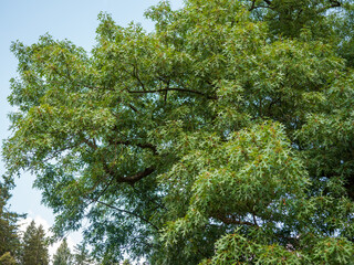 Fototapeta premium Black oak (Quercus velutina) tree canopy with dense green lobed leaves and spreading branches against blue sky, creating lush summer foliage and natural shade.