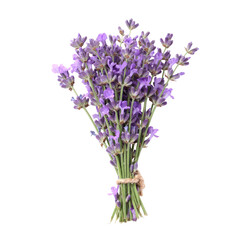Obraz premium lavender