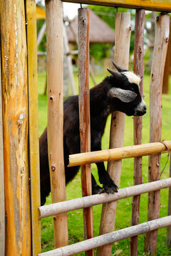 A playful black goat peeks through wooden fences at a farm.
