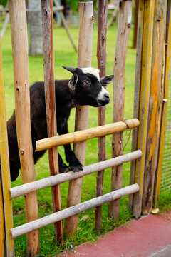 Curious black goat peeking through a wooden fence in a vibrant green pasture.