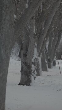 snow covered trees