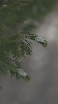 lce on pine leaves