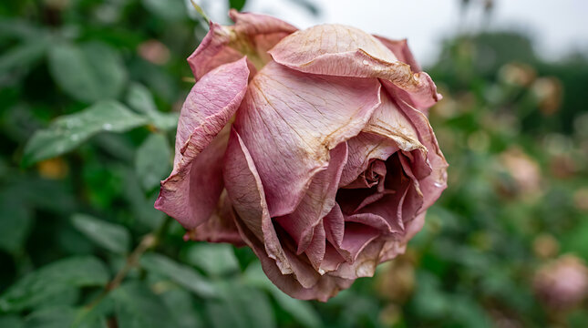 A close-up view of a withered pink rose in the garden.