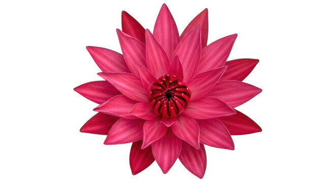 Beautiful pink lotus flower icon isolated on transparent background