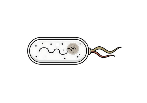 Simple prokaryotic bacterial cell icon isolated on transparent background for microbiology study