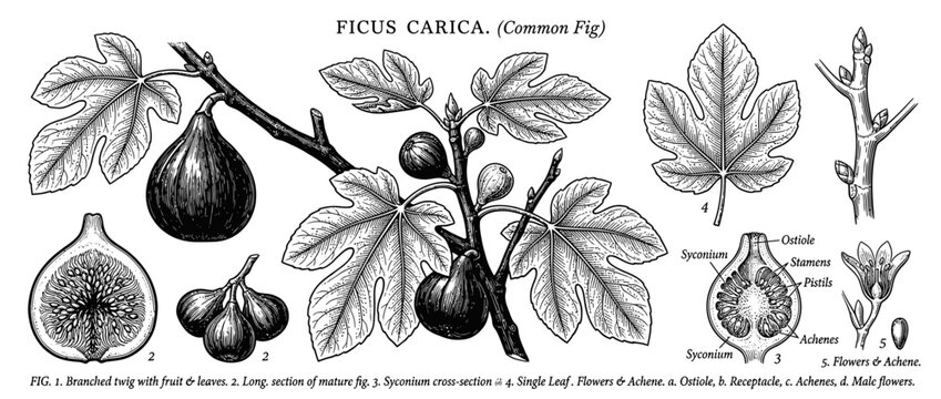 Vintage Botanical Illustration of Common Fig Fruit and Leaves