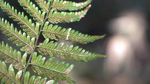 Macro Close Up of Green Fern Frond with Spores