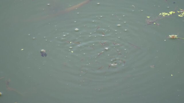 Baby catfish fry swimming tightly near water surface