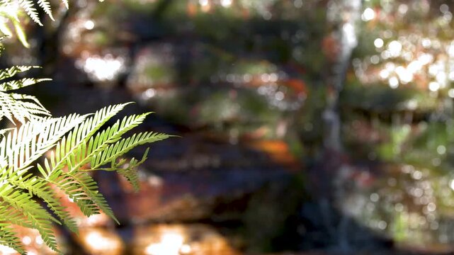 Sunlit Green Fern Leaf in Australian Rainforest